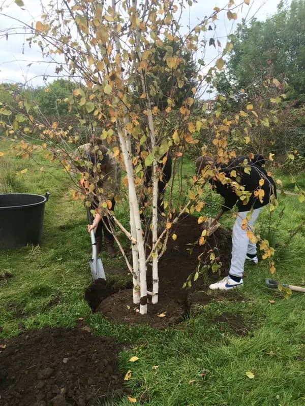 Community tree planting day