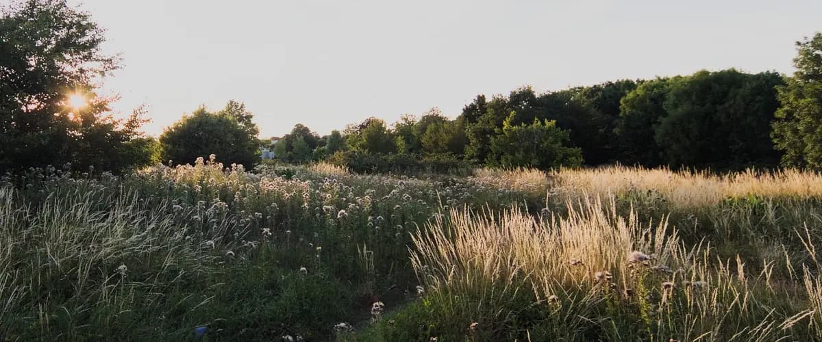 Alexandra Millennium Green news and events