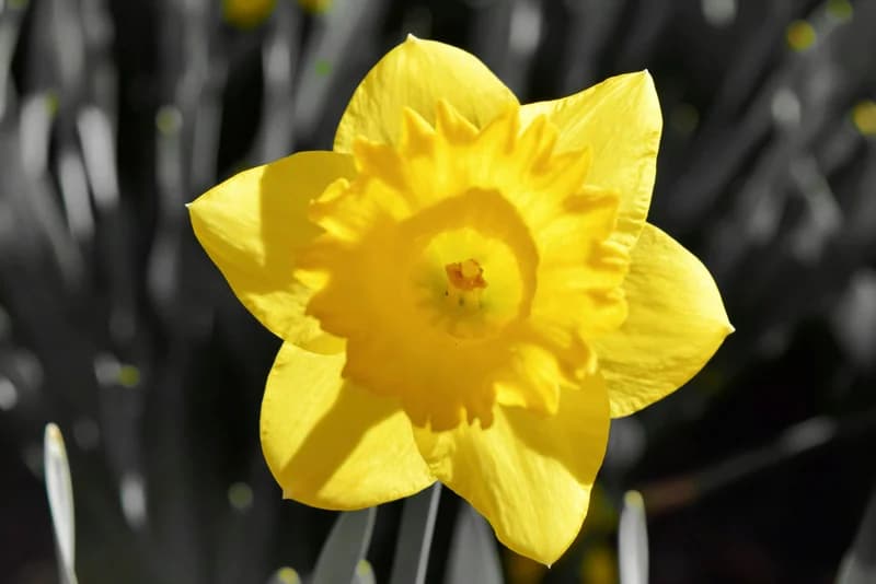 Spring Bulb Planting