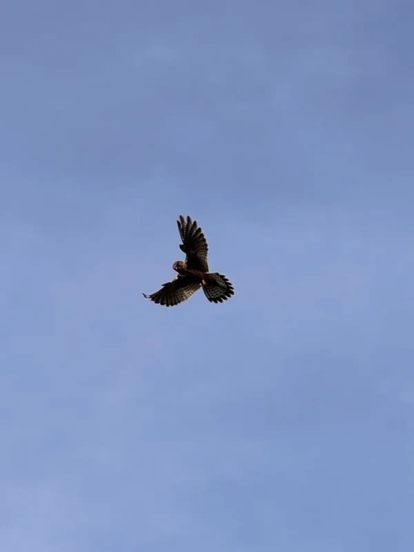 Bird of prey spotted
