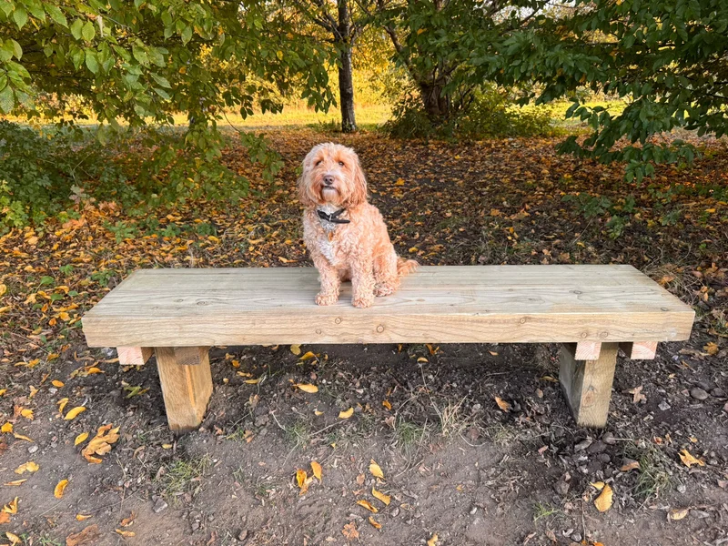 Bench is back!