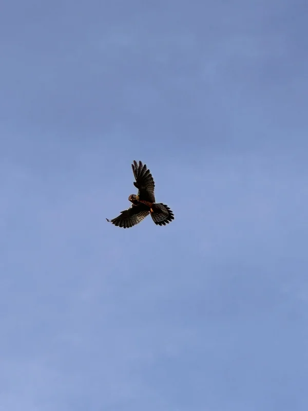 Bird of prey spotted