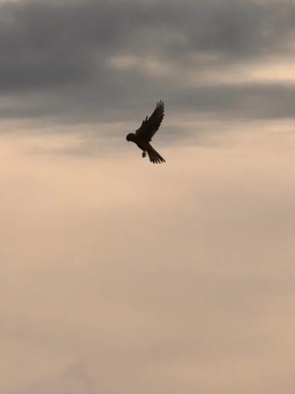 Bird of prey spotted